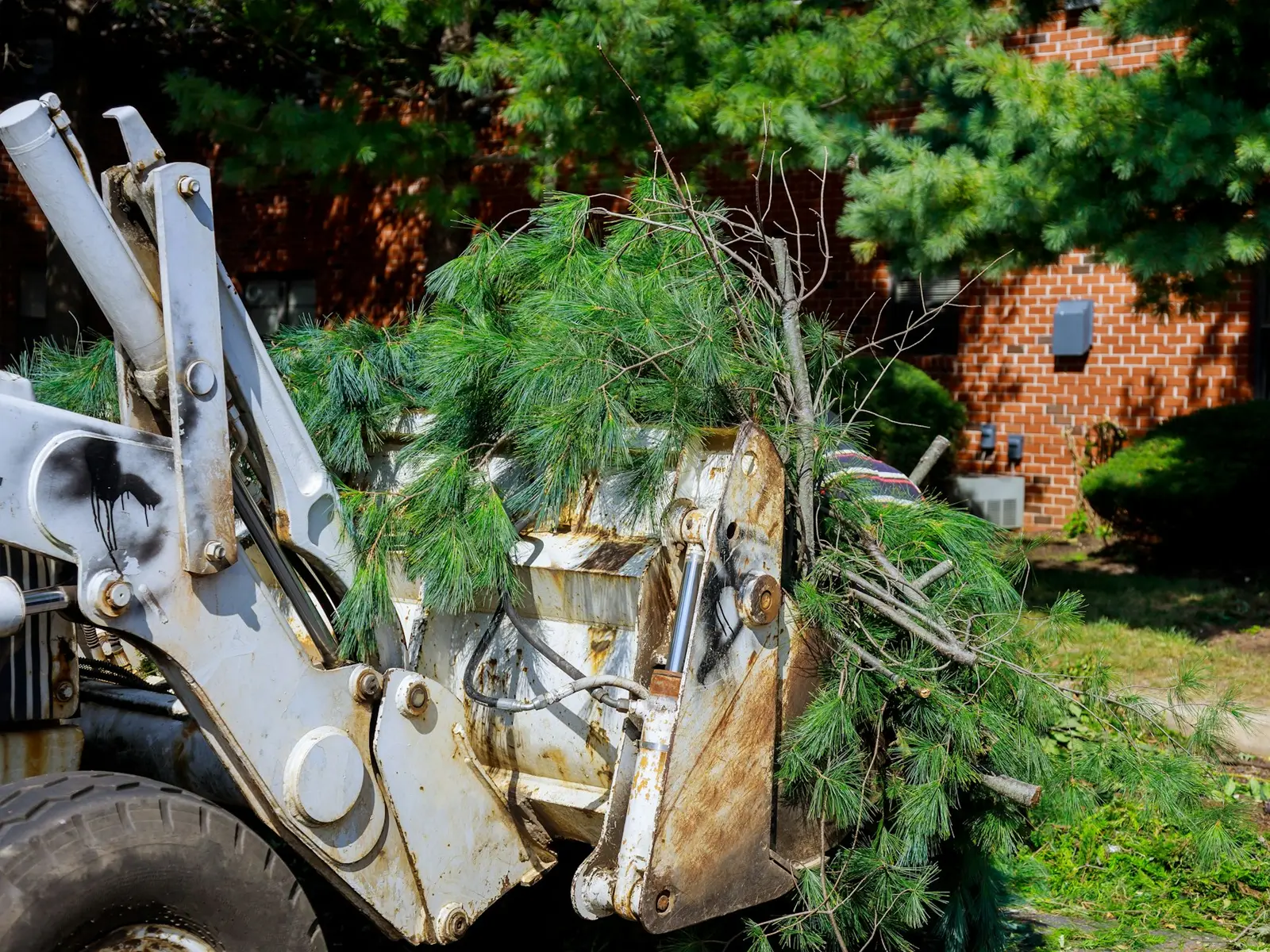 Tree Services