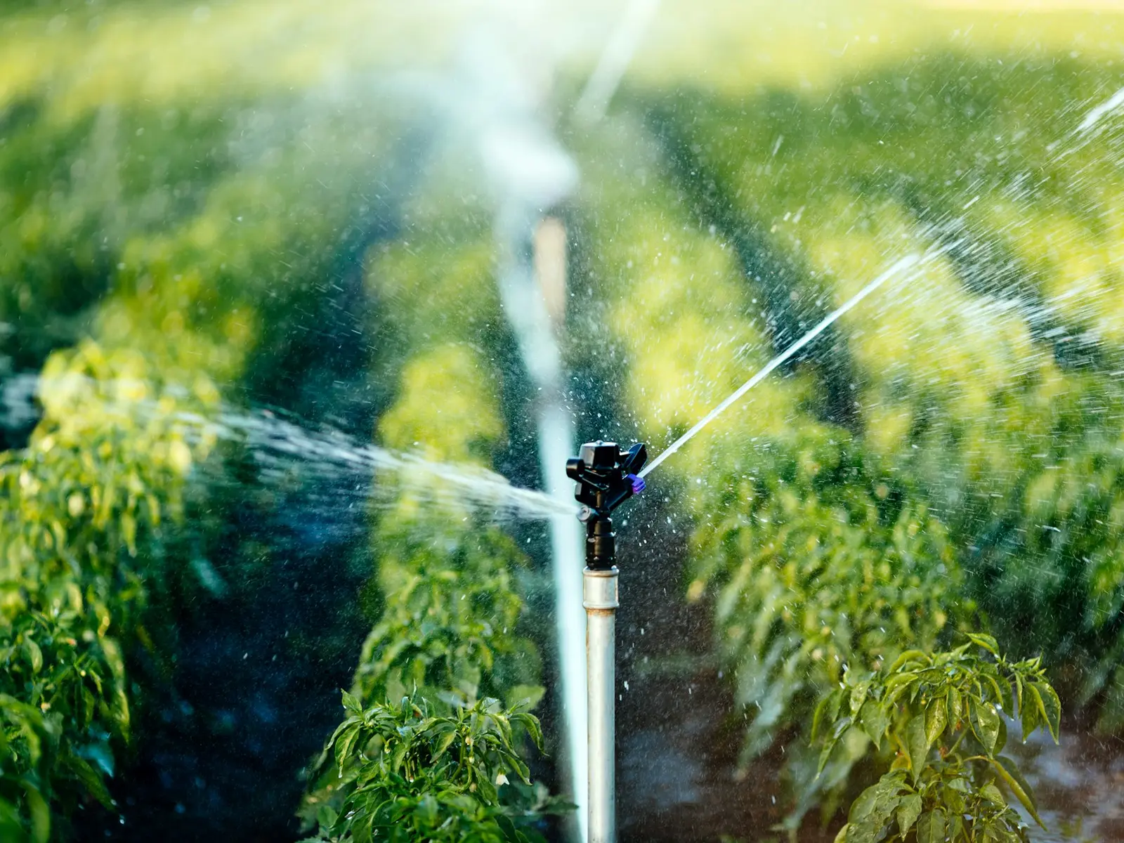Irrigation Systems
